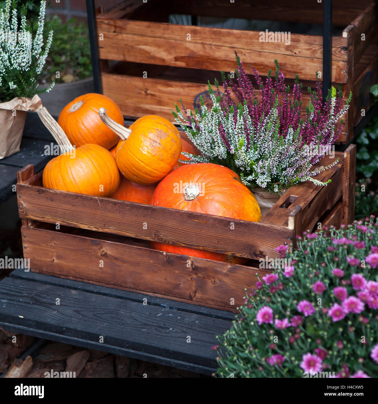 Maison de campagne à l'automne. Décorations saisonnières avec des citrouilles et des fleurs. Au niveau de l'exploitation et la récolte d'automne. Banque D'Images