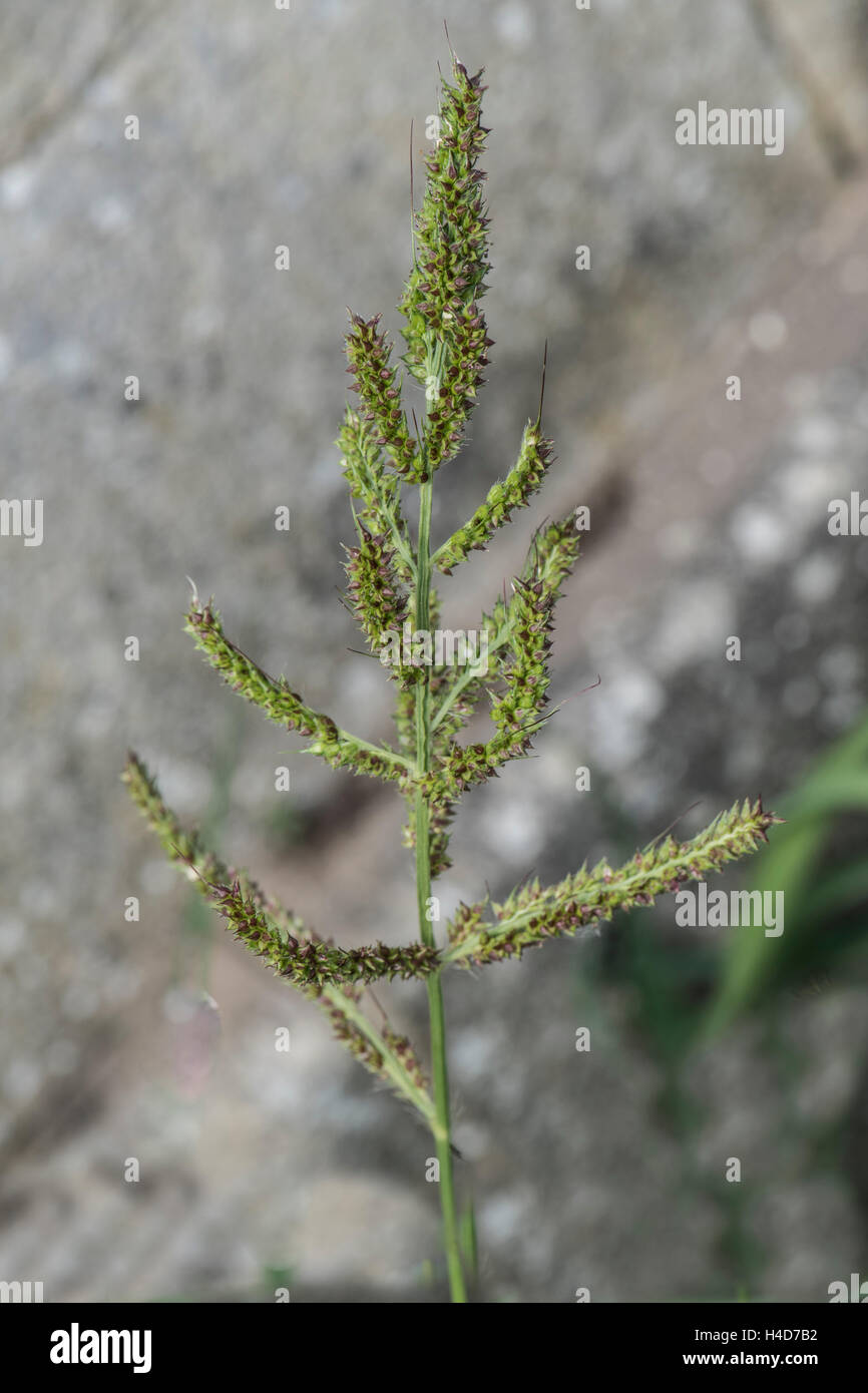 Echinochloa crus-galles, par un croissant, Cockspur Street, Surrey, UK. Juillet. Banque D'Images