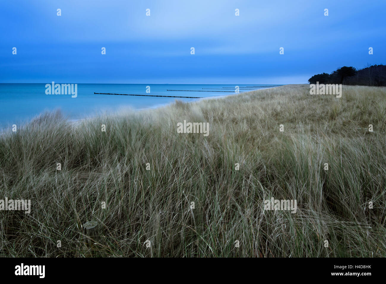 Dune, heure bleue, littoral, la mer Baltique, 1, l'Allemagne, de l'Europe Banque D'Images