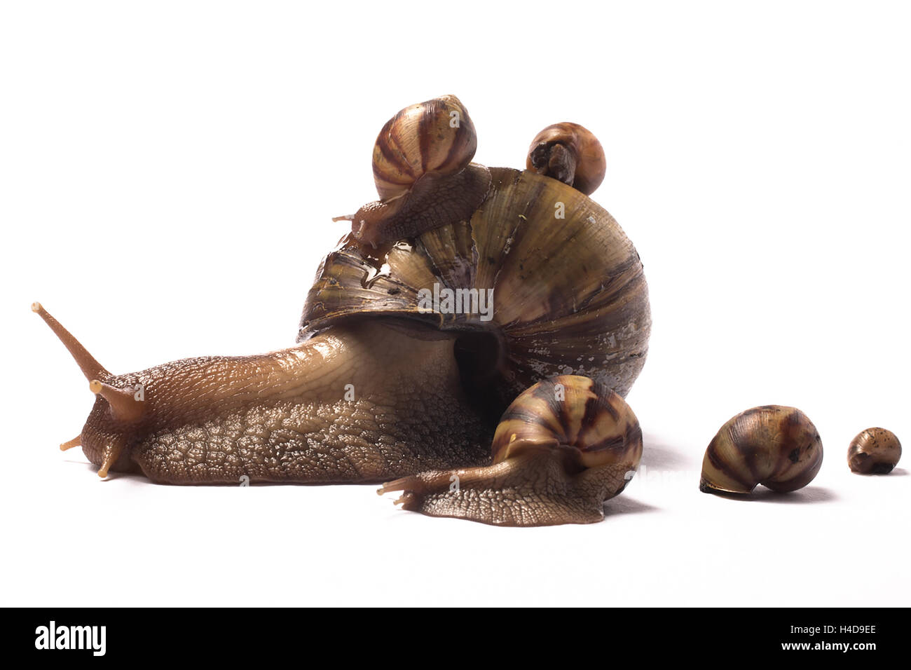 Escargot Geant Africain Avec Deux Bebes Sur Sa Coquille Et Trois Par Son Cote Photo Stock Alamy