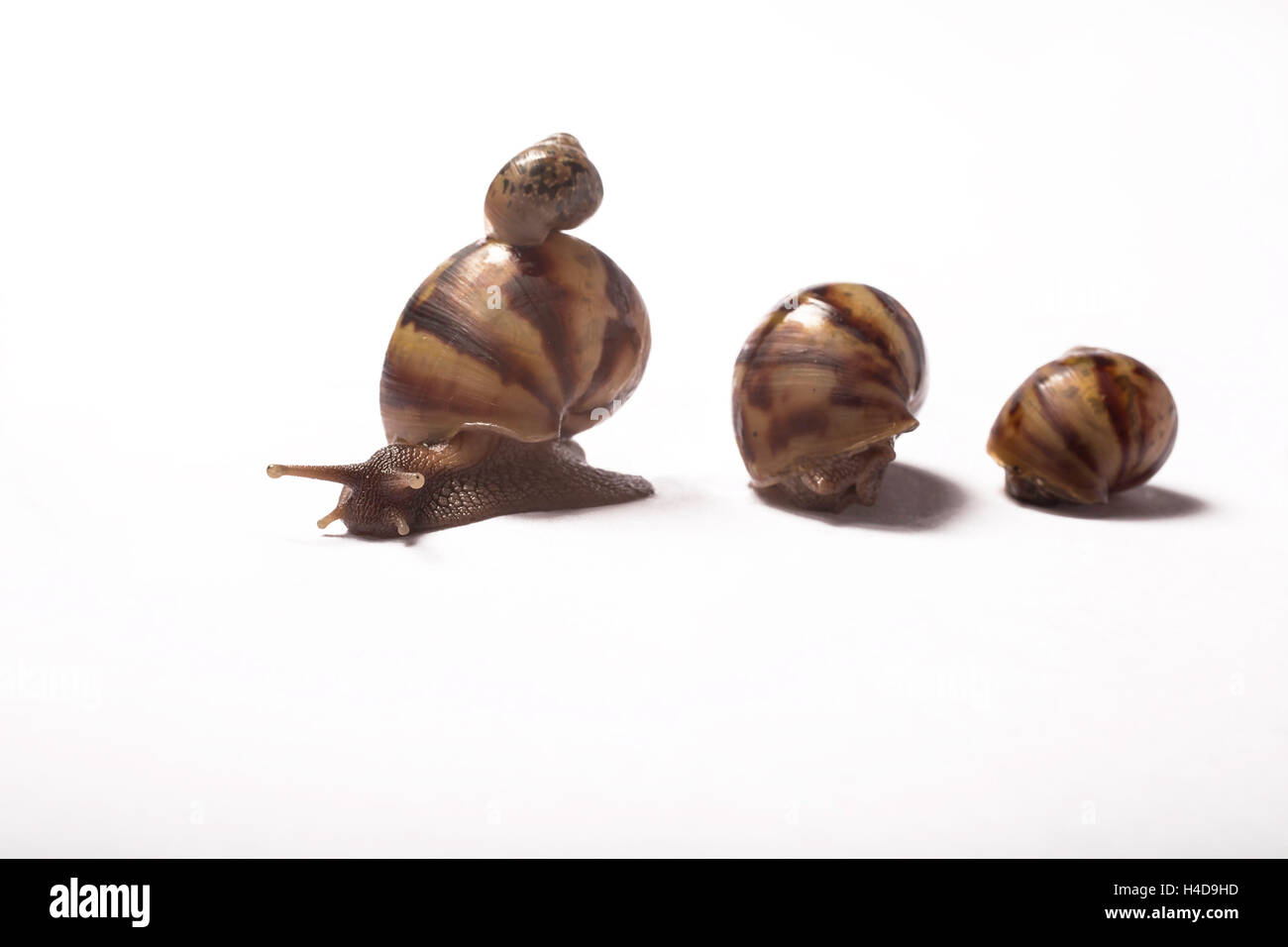 Trois Petits Escargots Geants Africains Avec Un Bebe Escargot Africain Geant Sur La Coquille Photo Stock Alamy