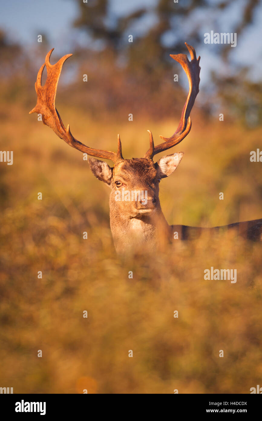 Un daim mâle sauvage au début de la lumière du soleil du matin. Photographié à l'automne en saison de rut dans les Pays-Bas. Banque D'Images