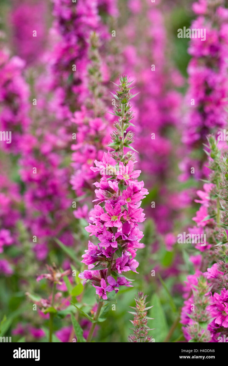 Lythrum salicaria 'Feuerkerze' fleur. Banque D'Images