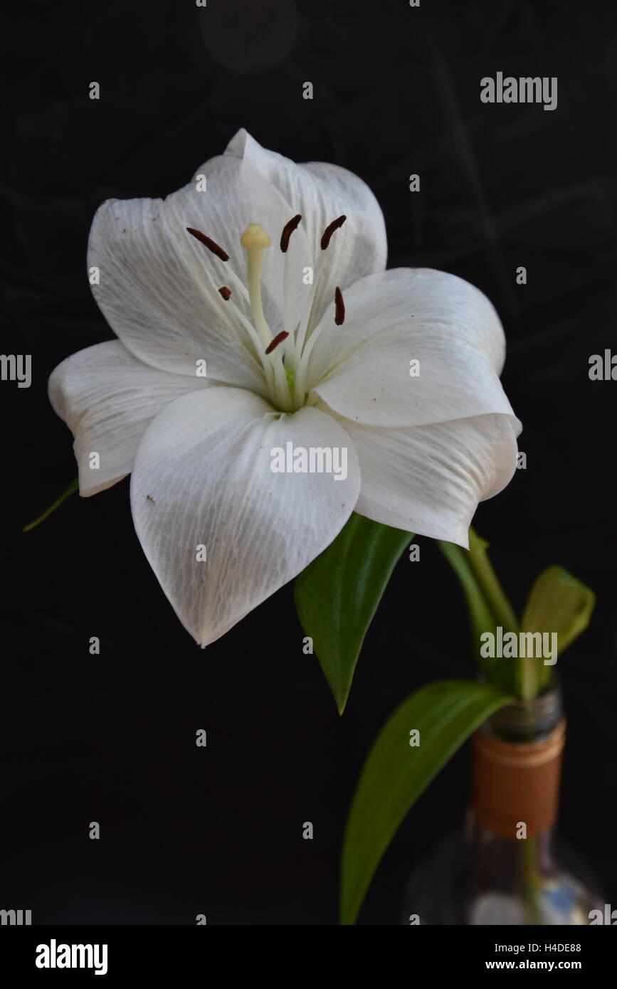 Single White Lilly Banque D'Images