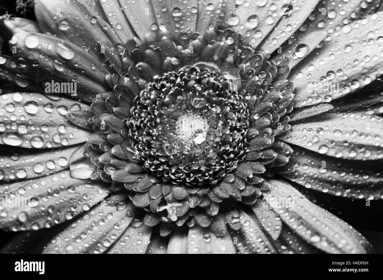 Gerbera flower close up belle macro photo avec des gouttes de pluie Banque D'Images
