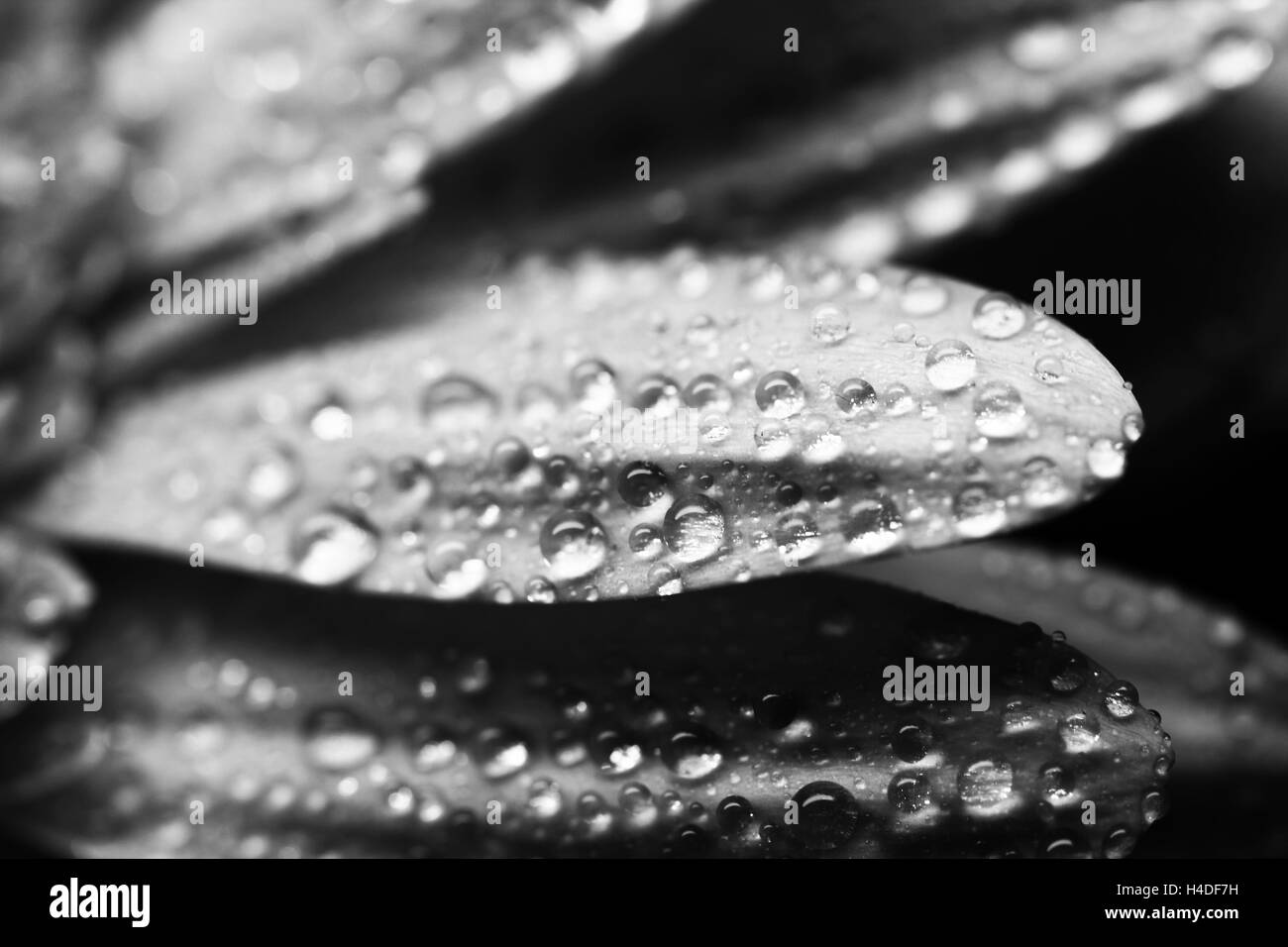 Gerbera flower close up belle macro photo avec des gouttes de pluie Banque D'Images