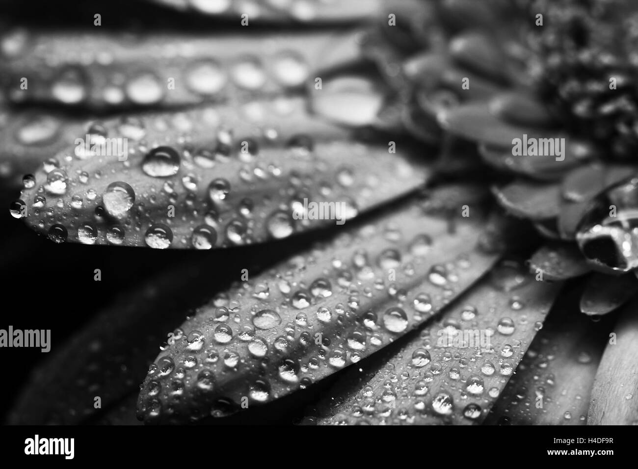 Gerbera flower close up belle macro photo avec des gouttes de pluie Banque D'Images