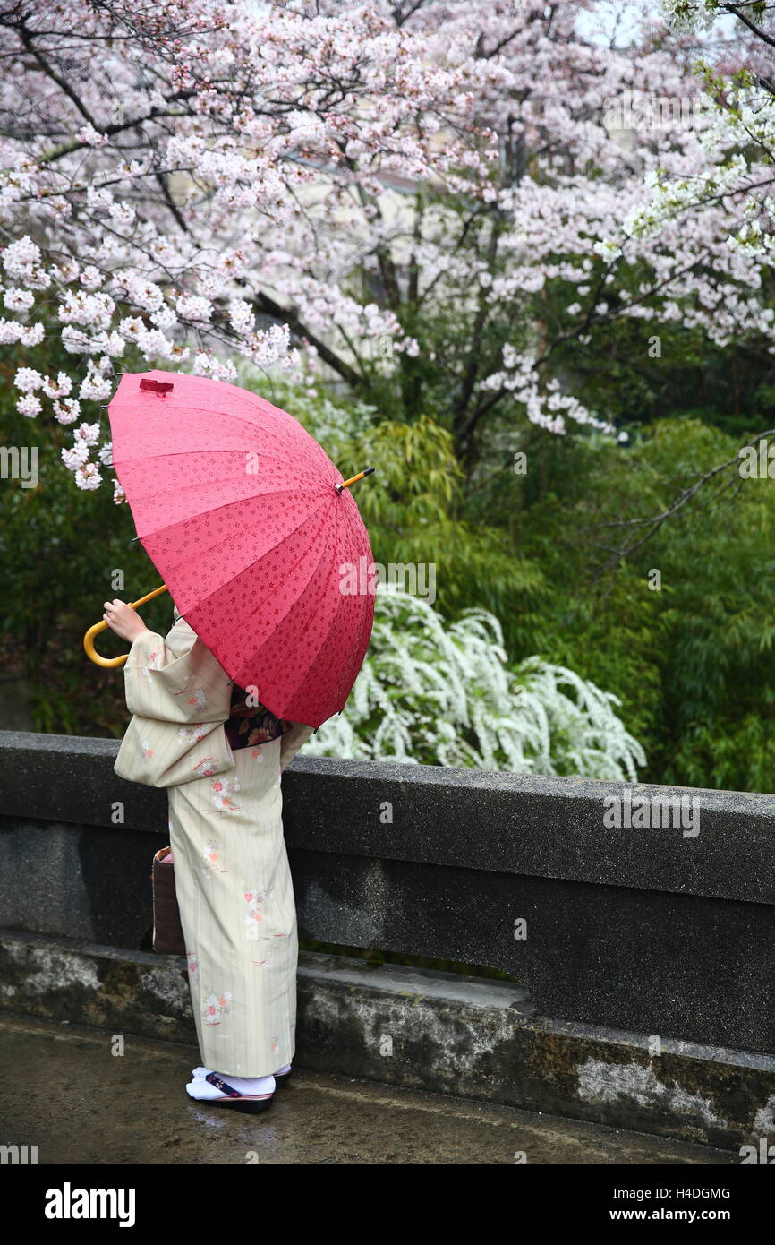 Fille dans un kimono tenant un parapluie avec les cerisiers Banque D'Images