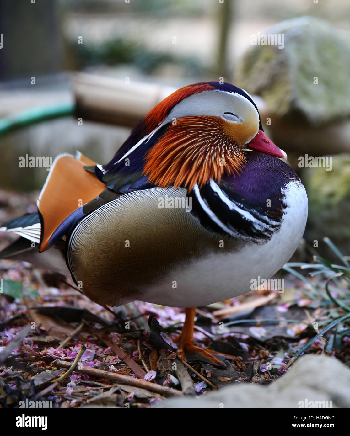 Canard Mandarin sleeping Banque D'Images