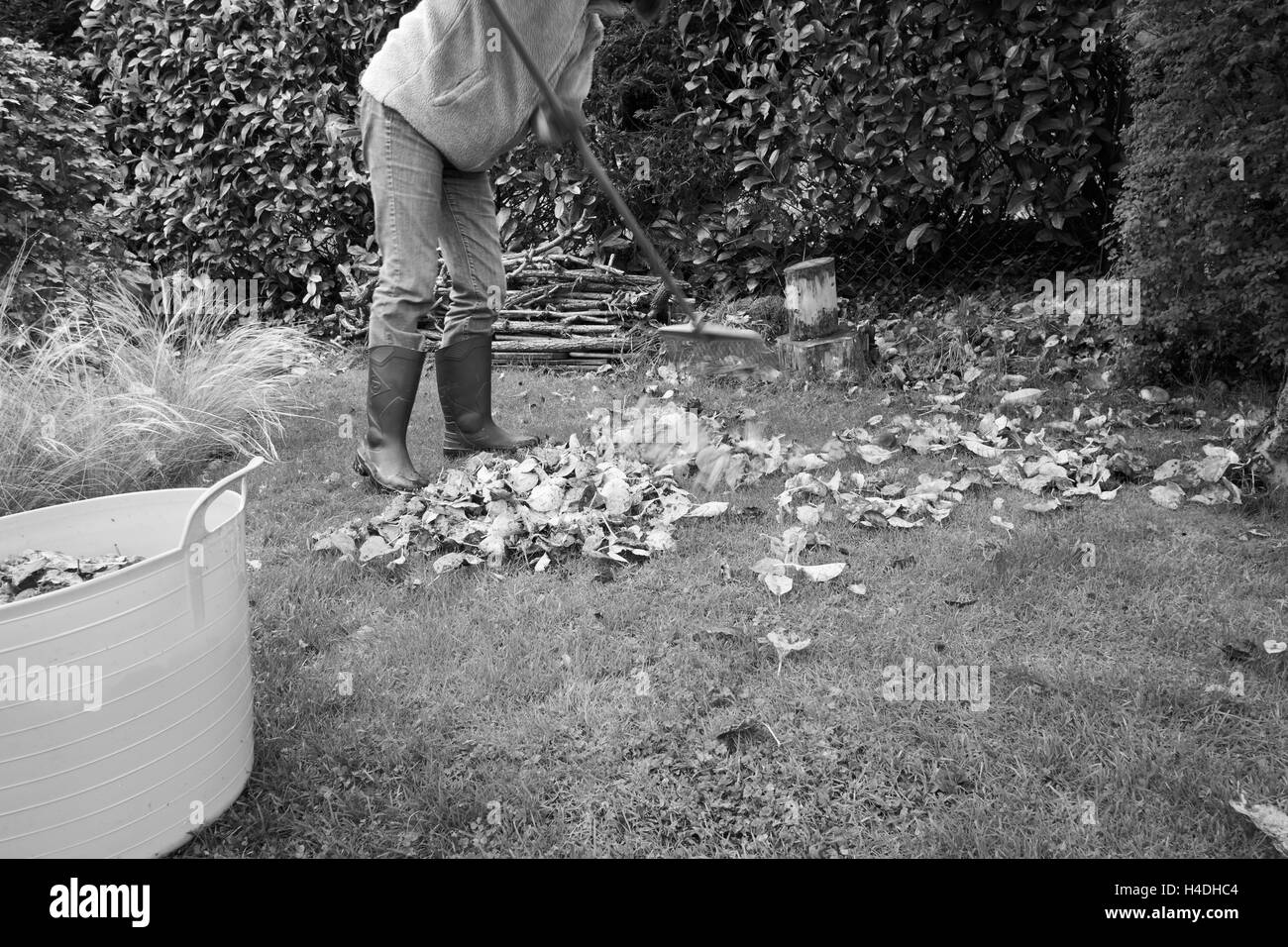 Une femme dans une collecte de feuilles mortes du jardin avec un râteau. Banque D'Images Une femme dans une collecte de feuilles mortes du jardin avec un râteau. Banque D'Images