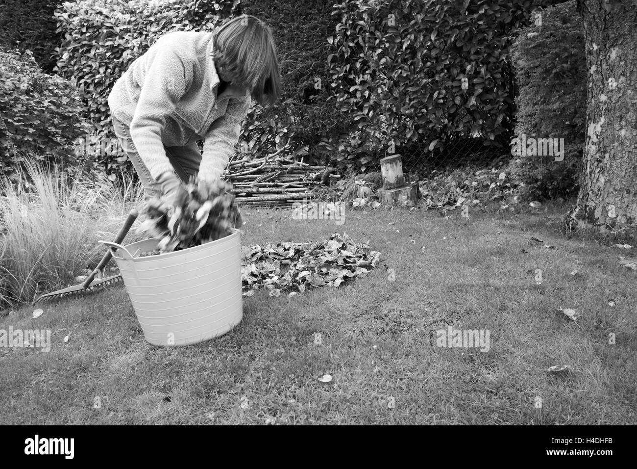 Une femme dans une collecte de feuilles mortes le jardin pour faire du compost de moule de feuille. Banque D'Images