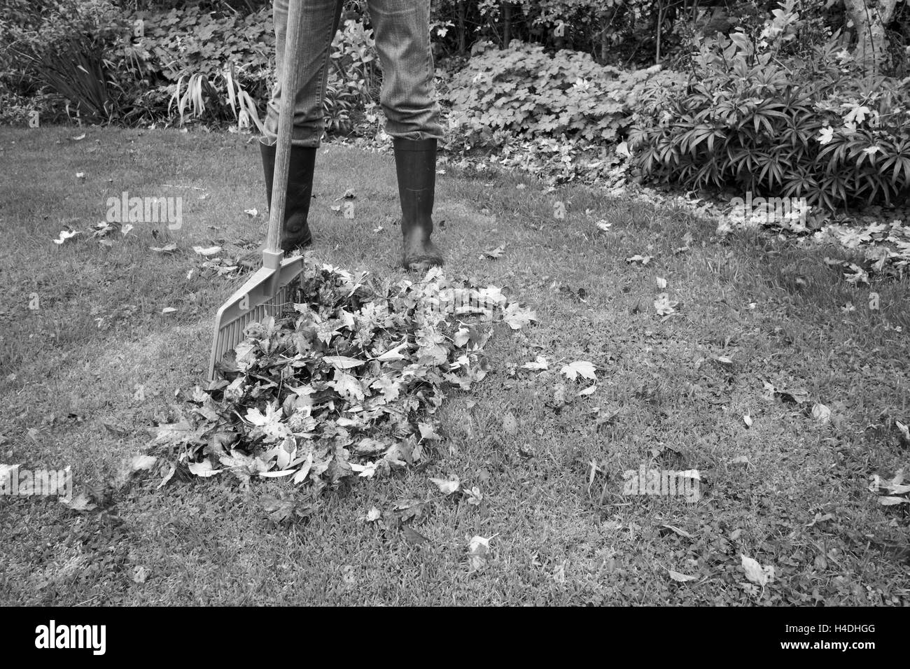 Une femme dans une collecte de feuilles mortes du jardin avec un râteau. Banque D'Images