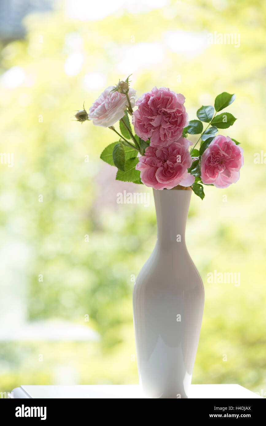 Roses anglaises, rose, blanc, élégamment, ancien vase, vert clair en arrière-plan, contrejour, romantique, nature morte, Banque D'Images