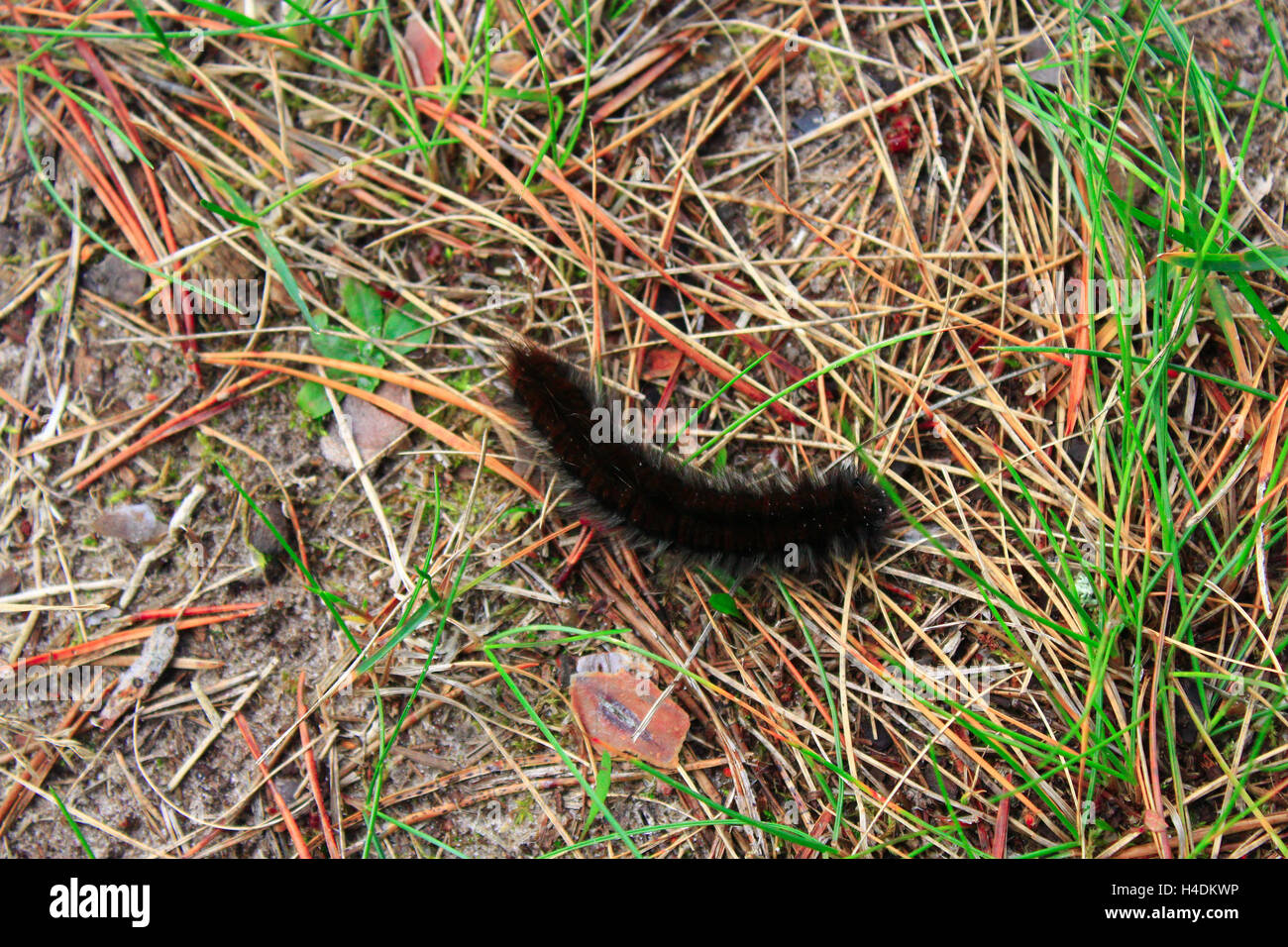 Macrothylacia rubi caterpillar noir avec rubans marron dans l'herbe Banque D'Images
