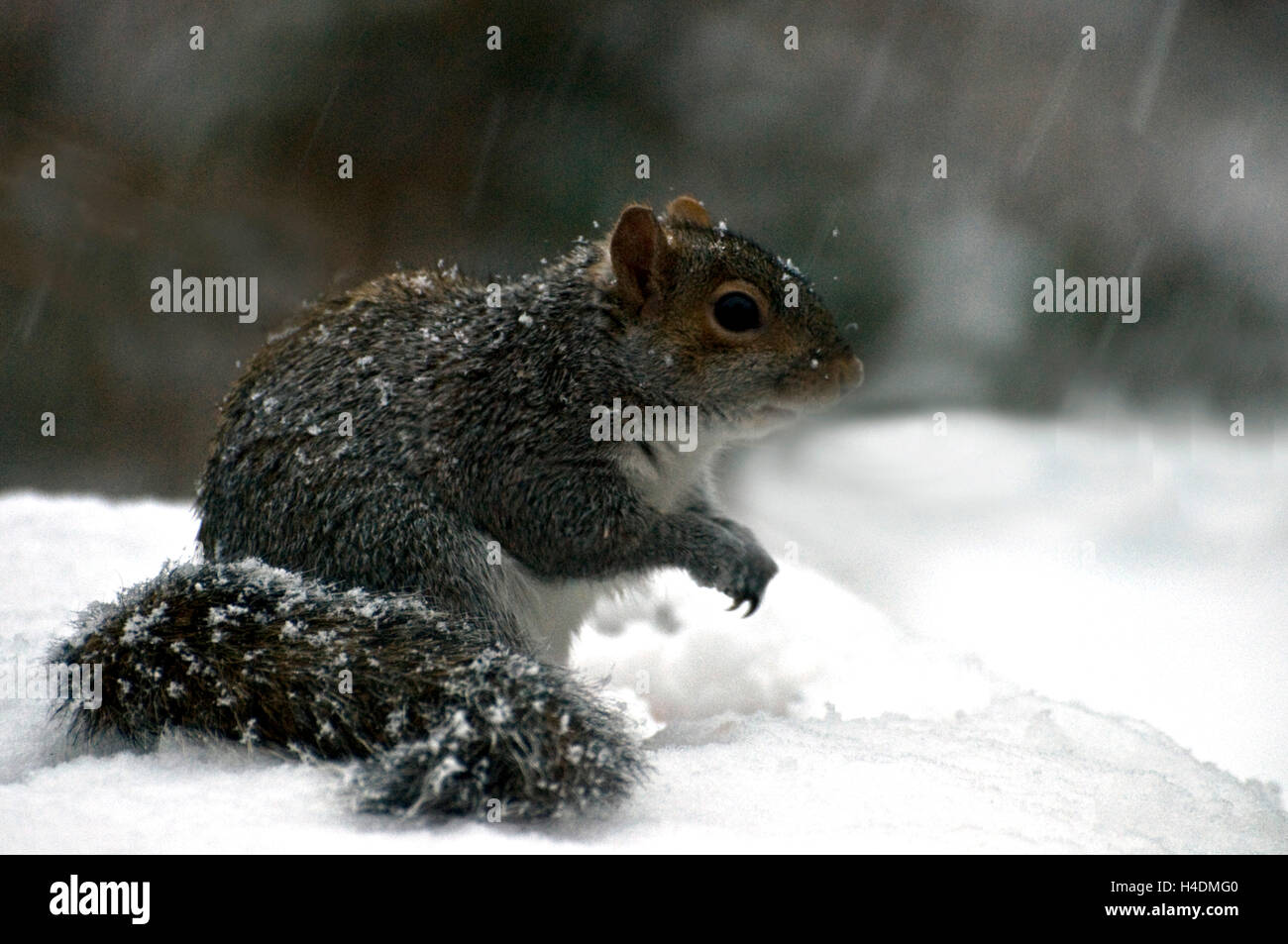 L'écureuil gris dans tempête de neige Banque D'Images