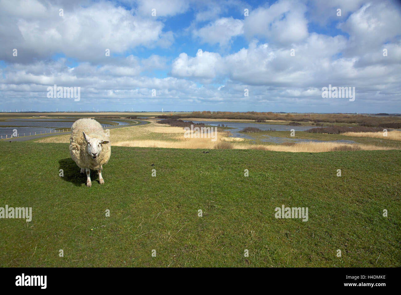 Moutons sur le mur en face de la mer du Nord le Meldorfin Speicherkoog fermer Ditmarschen, Banque D'Images