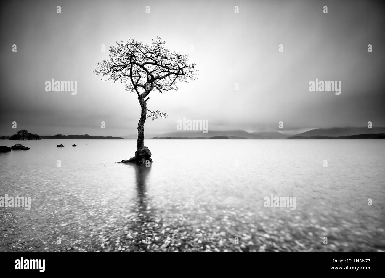 Lone Tree dans l'eau à Mallaig Bay, sur les rives du Loch Lomond dans les Highlands écossais sur une journée avec tempête de neige hivers Banque D'Images