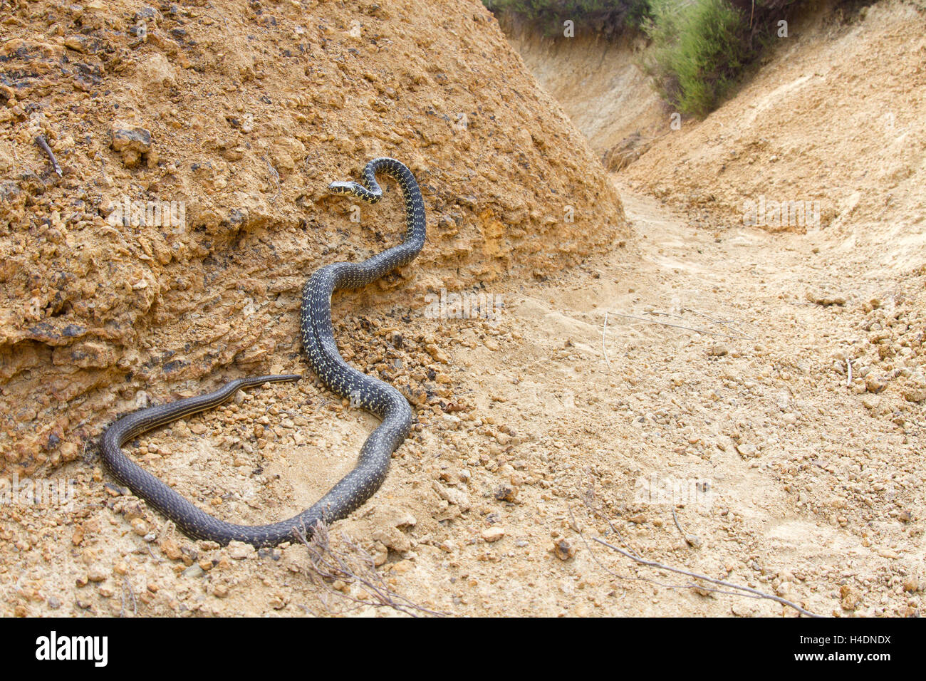 Green snake whip (hieriphis argillous viridiflavus) chasse le long canion. Banque D'Images