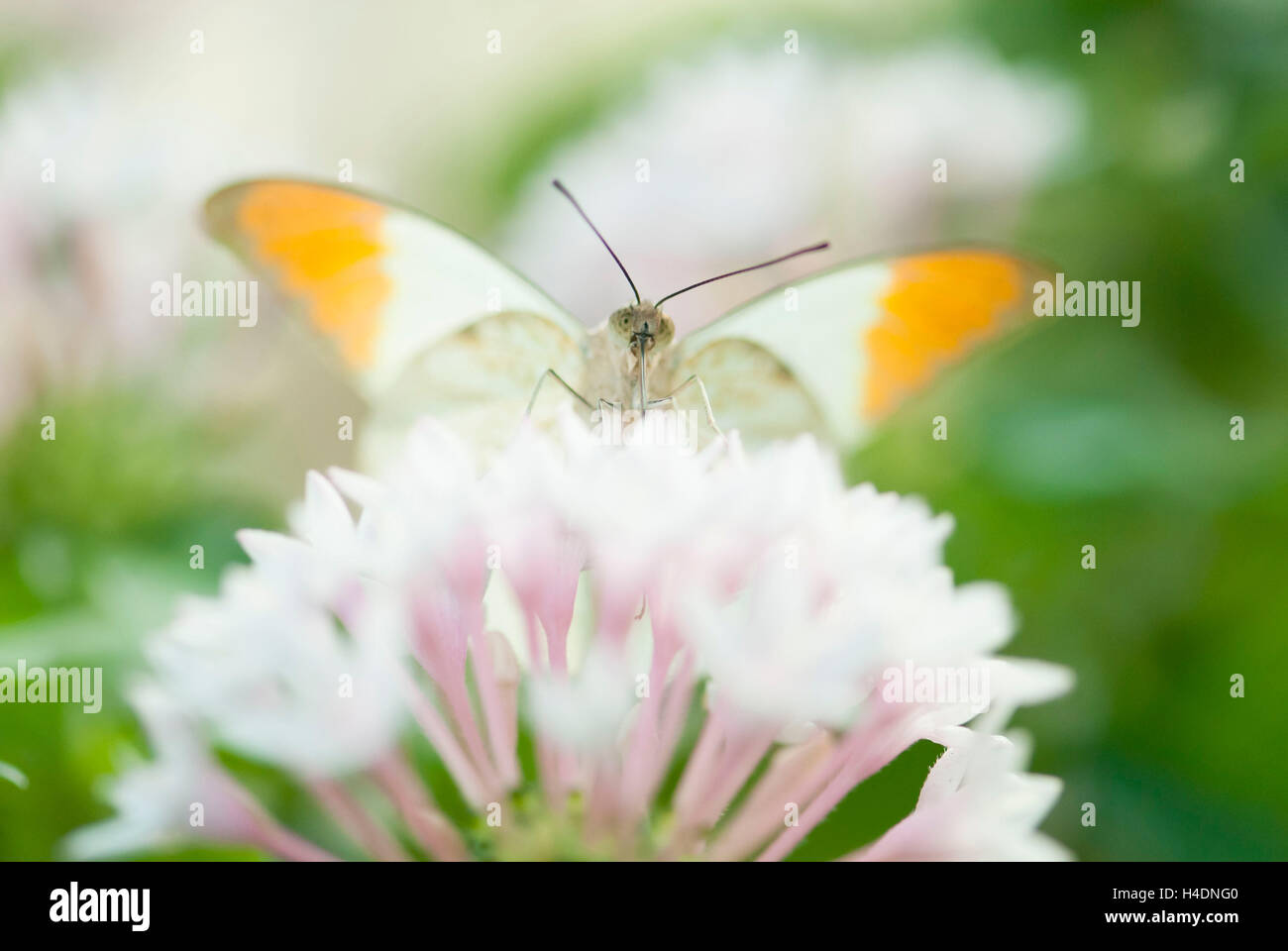 Butterfly, orange-tip (Anthocharis cardamines) sur une fleur Banque D'Images
