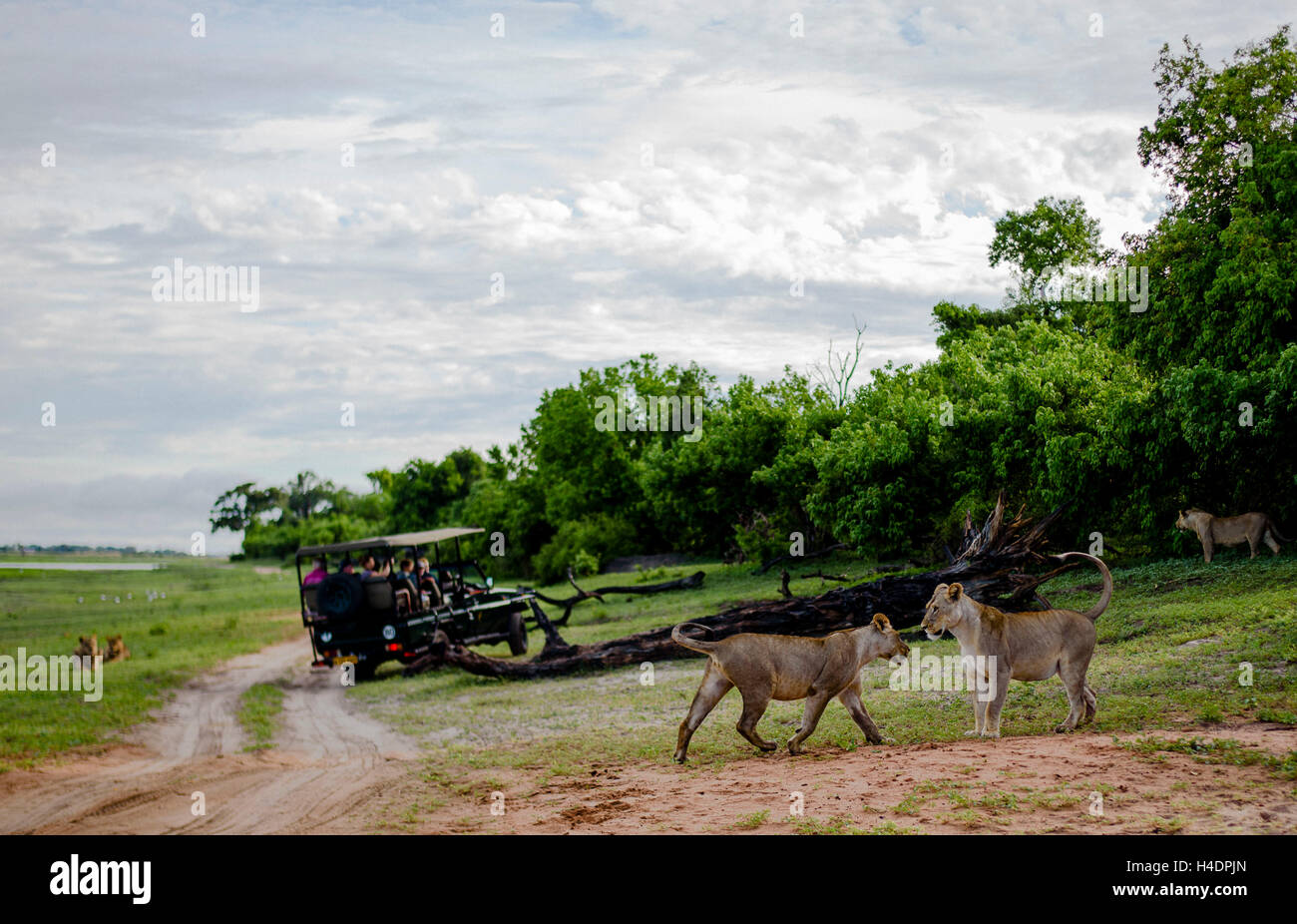 Deux jeunes lions bagarreurs jouer avec, le parc national de Chobe au Botswana dans le Banque D'Images