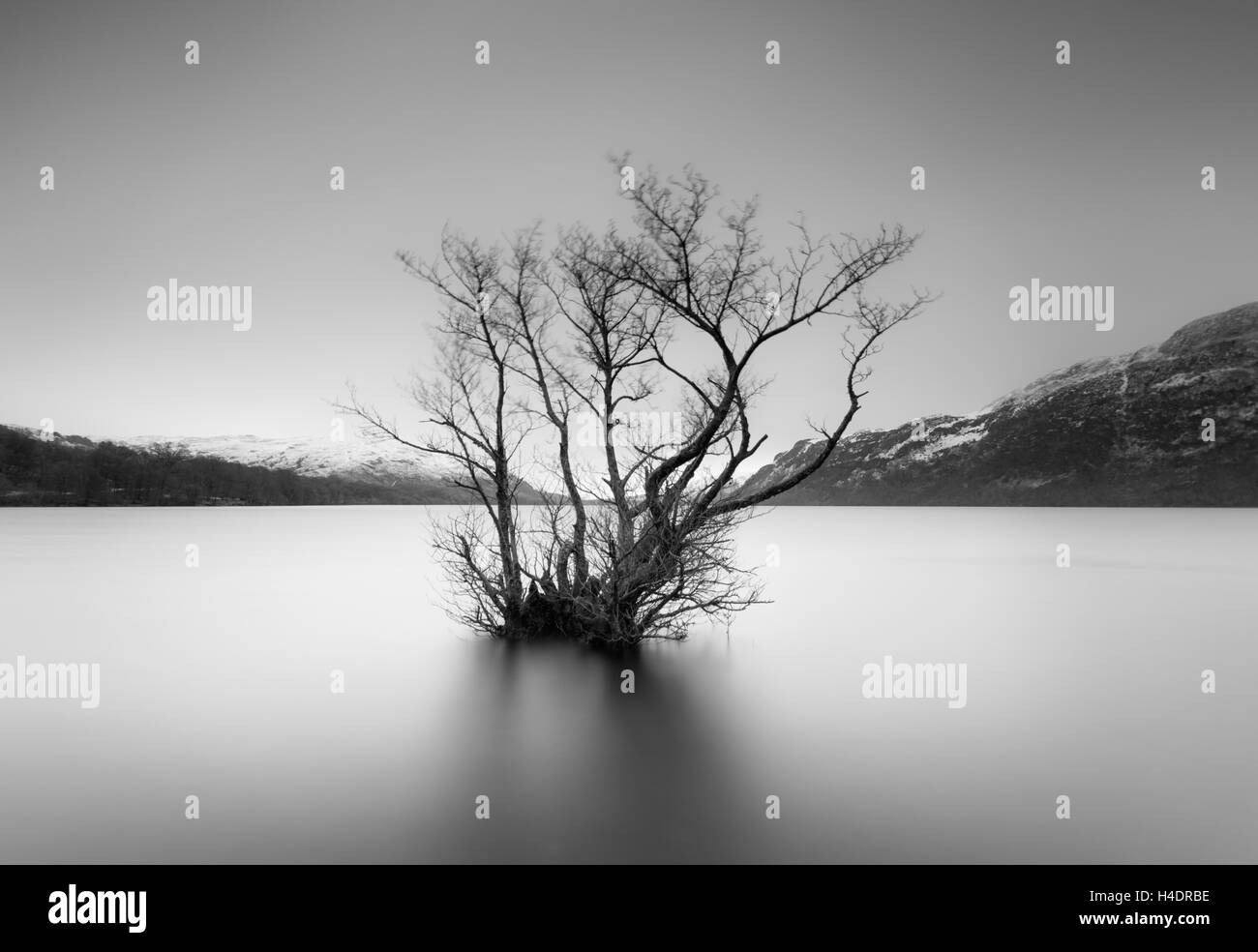 Lone Tree secoué sur le rives du lac Ullswater dans le Lake District, longue exposition noir et blanc dans la pluie Banque D'Images