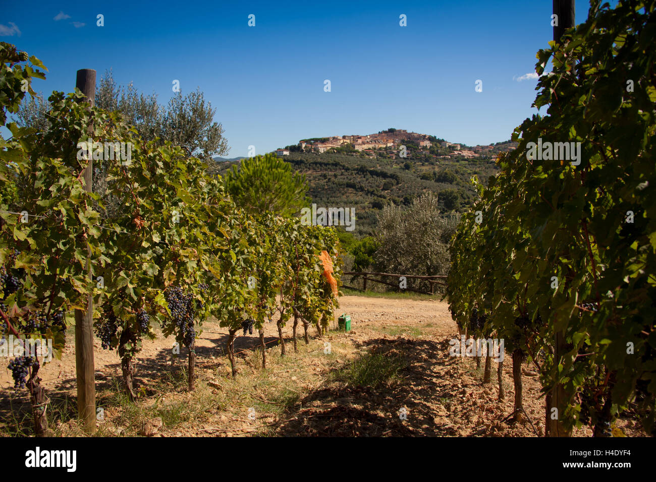 Lieu Accattapane, Donoratico Castagneto Carducci, vue de la ville de les vignes Banque D'Images