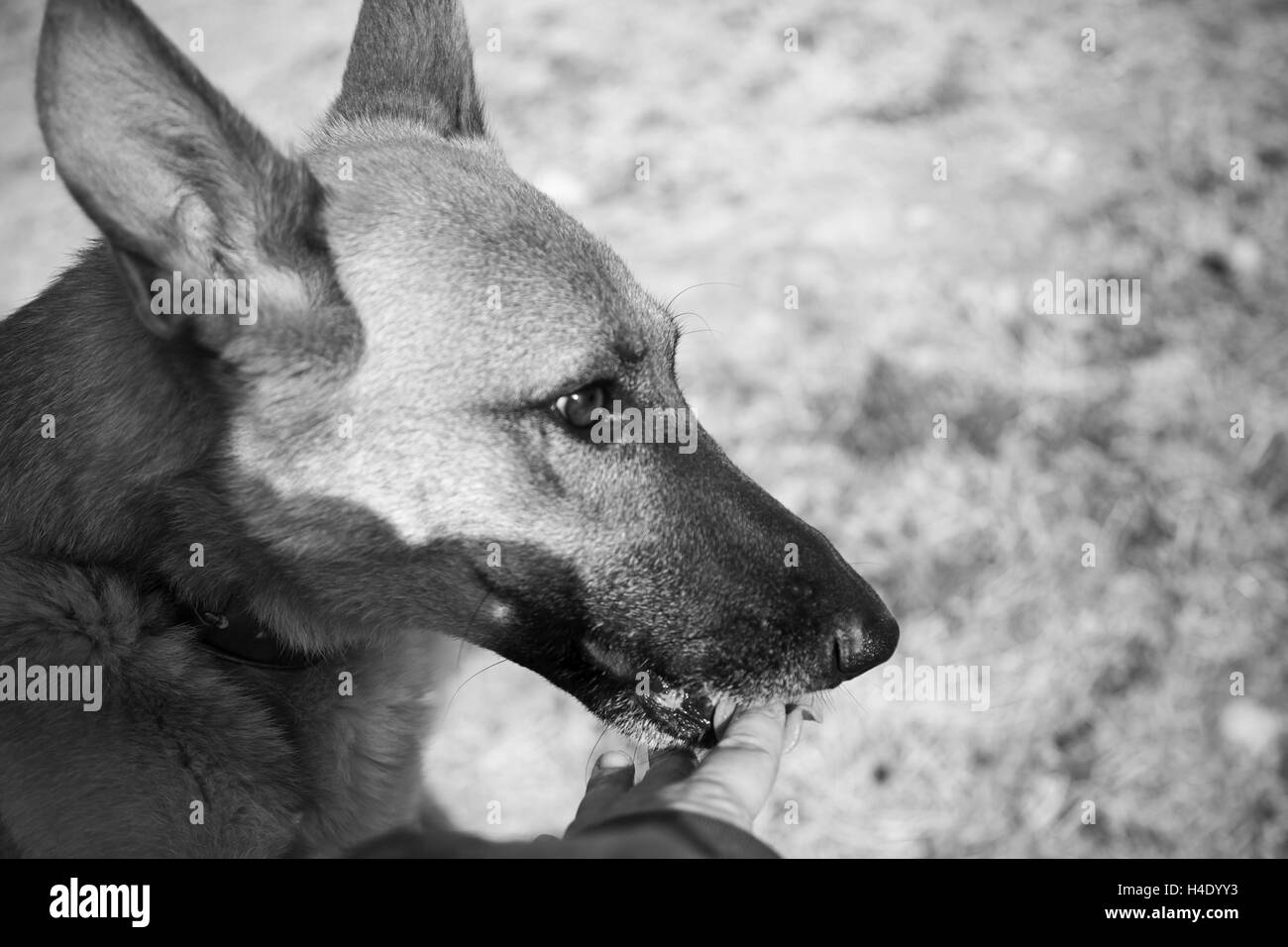 Wolf chien affectueux, les animaux et la nature Banque D'Images