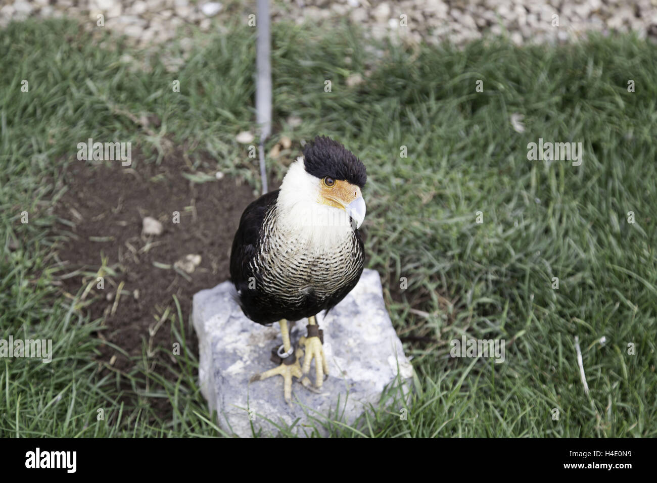 Petit parc zoo en captivité et des animaux, de l'Aigle Banque D'Images