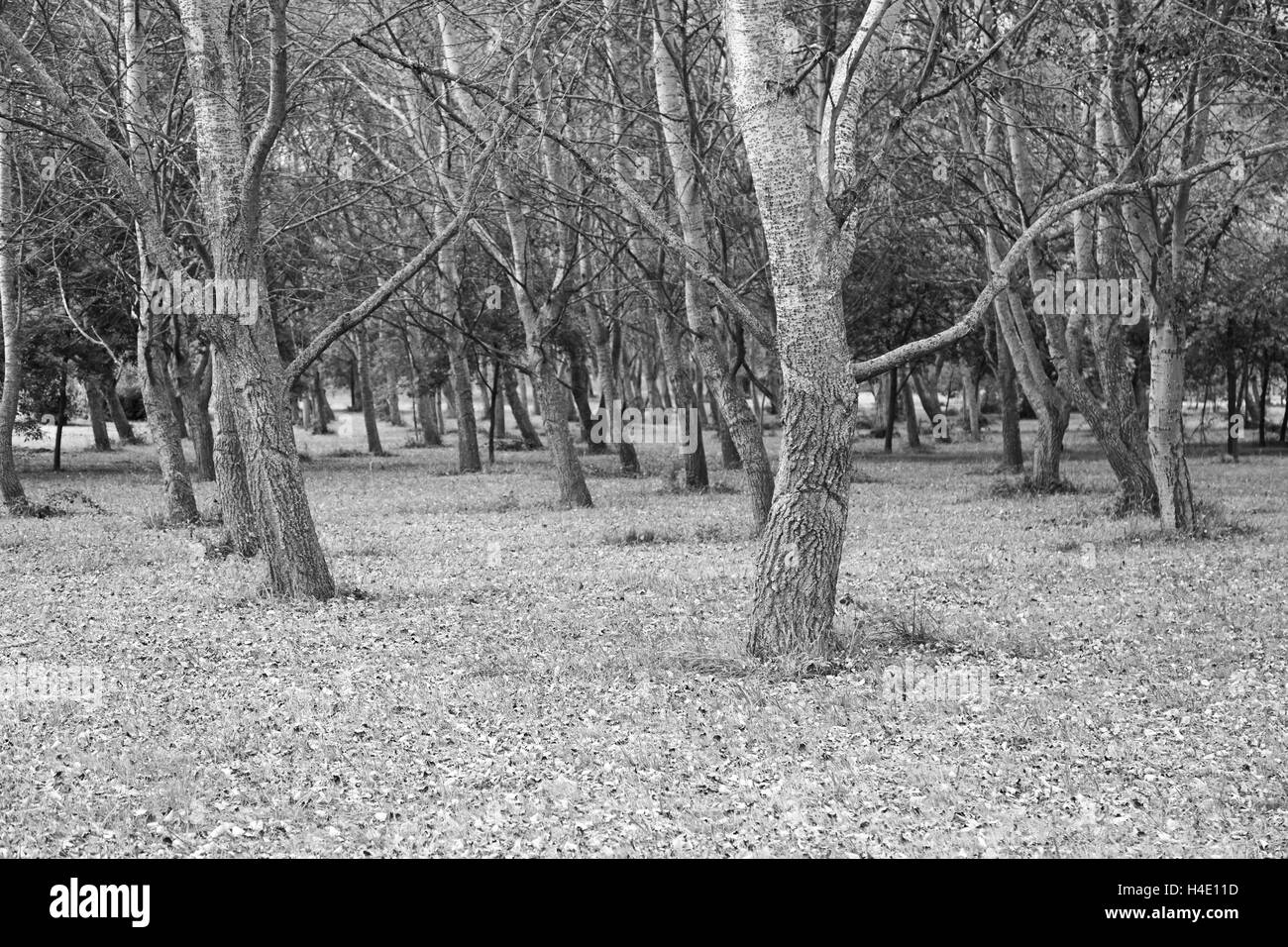 De l'herbe avec les feuilles d'automne dans le parc, la nature et l'environnement Banque D'Images
