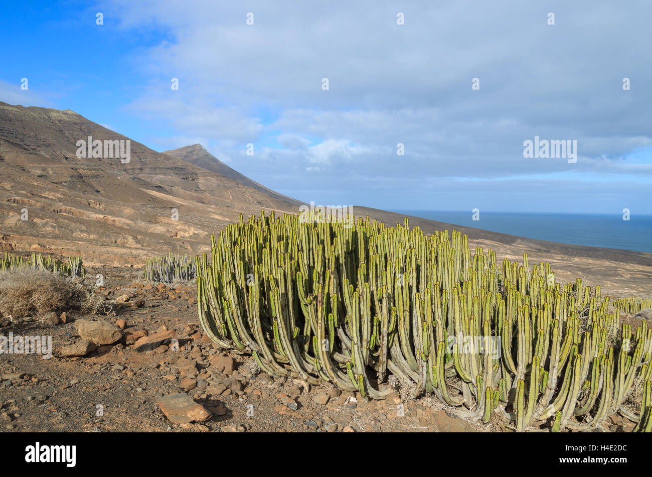 Green cactus dans paysage de montagnes près de plage de Cofete, Fuerteventura, Îles Canaries, Espagne Banque D'Images