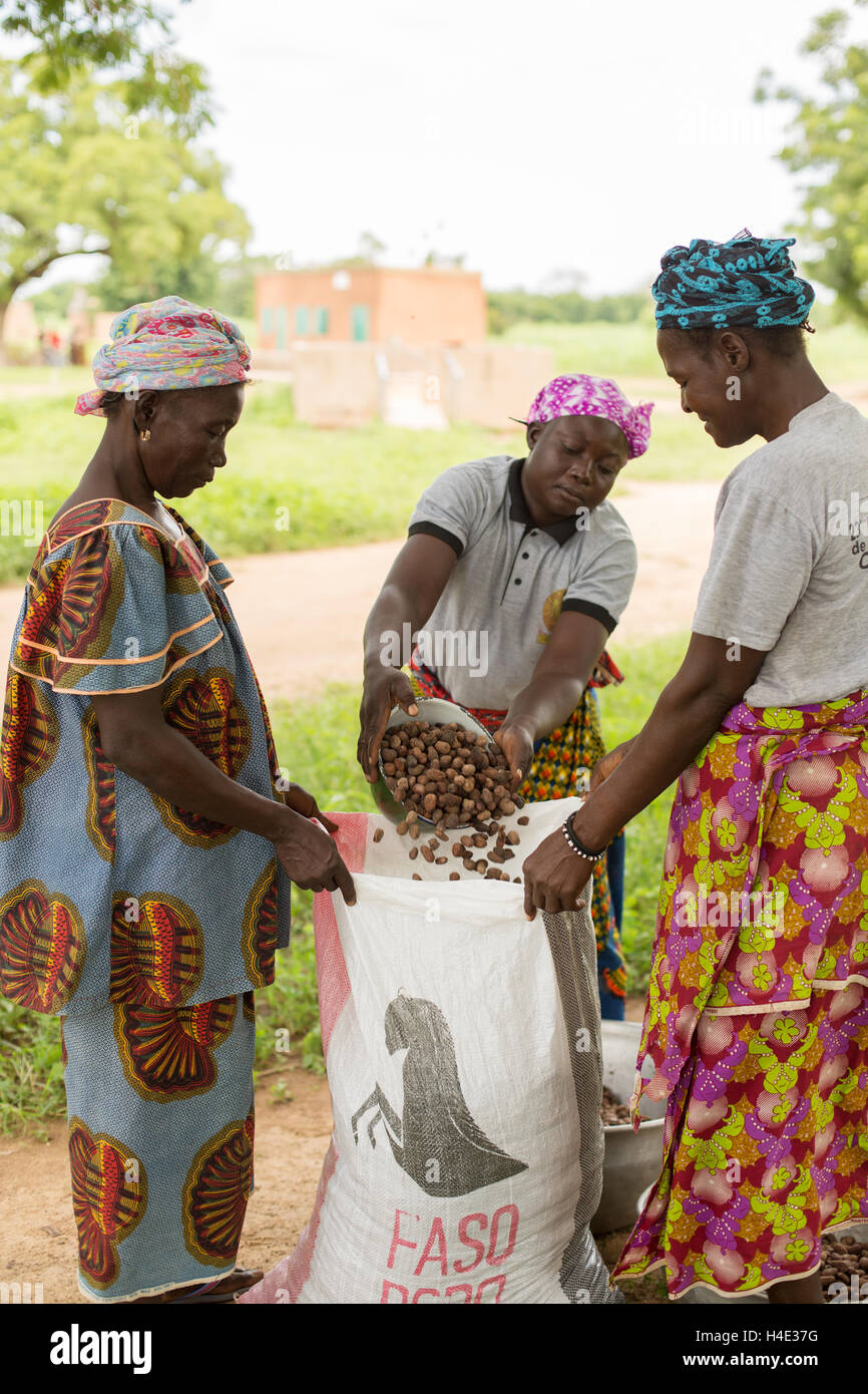 Les femmes cueillent les fruits séchés sac pour le transport vers un centre de traitement pour la production de beurre de karité au Burkina Faso, Afrique de l'Ouest. Banque D'Images