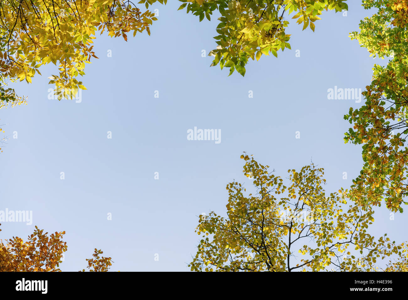 Les arbres d'automne haut de dessous sur alley Banque D'Images