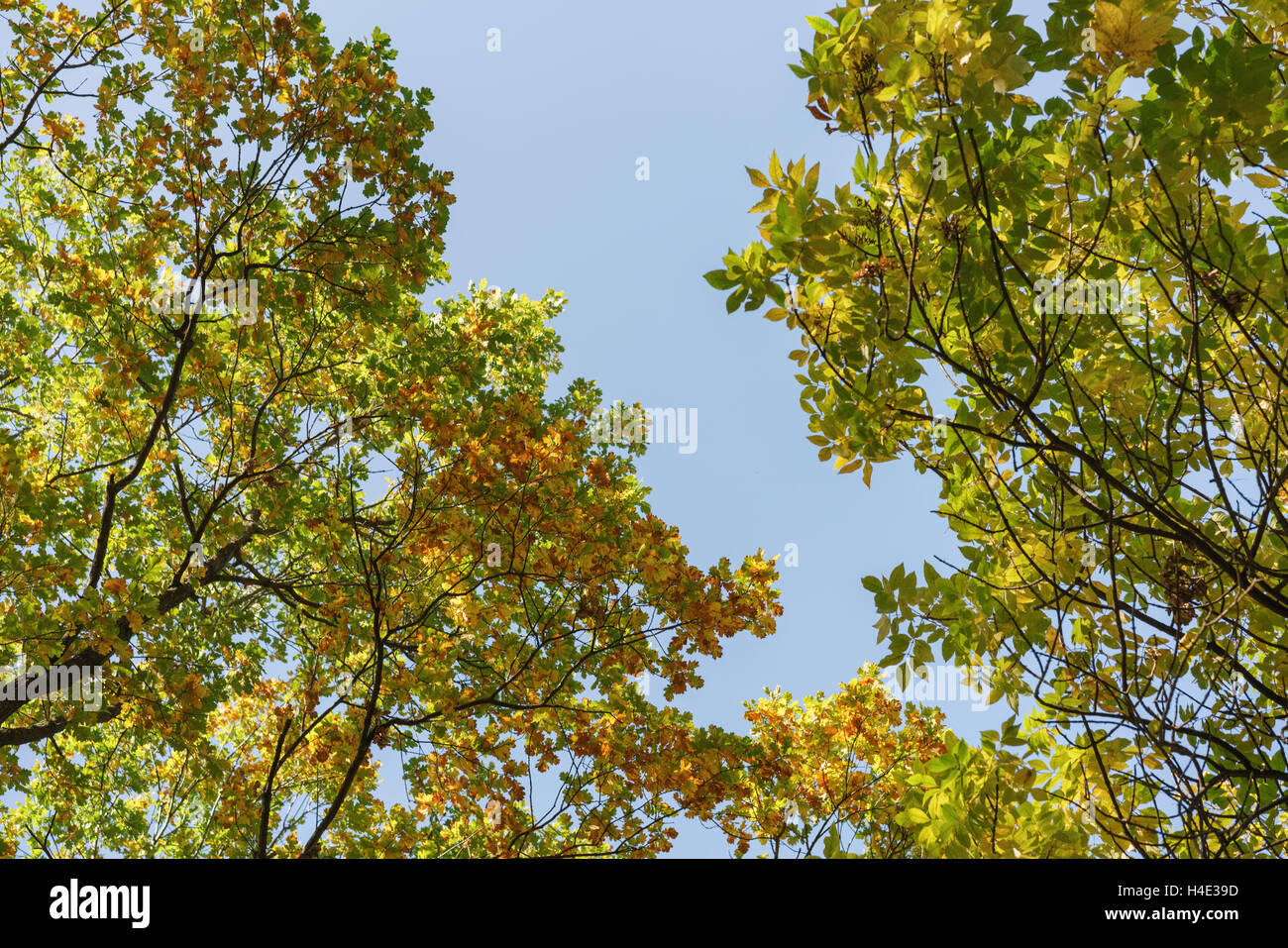 Les arbres d'automne haut de dessous sur alley Banque D'Images