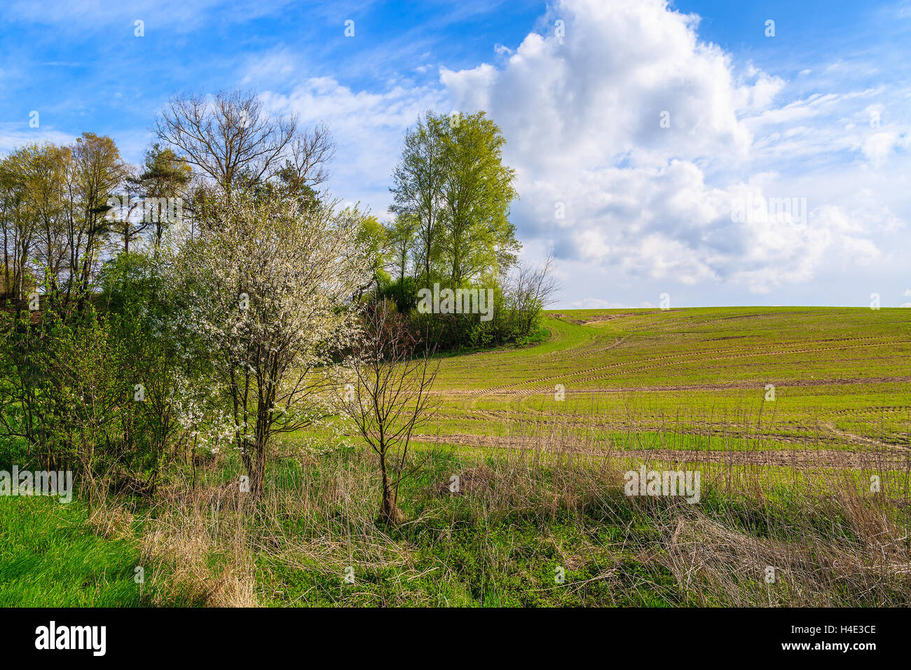 Dans le champ vert du paysage rural de la Pologne le jour de printemps ensoleillé, voïvodie de Sainte-Croix, Pologne Banque D'Images