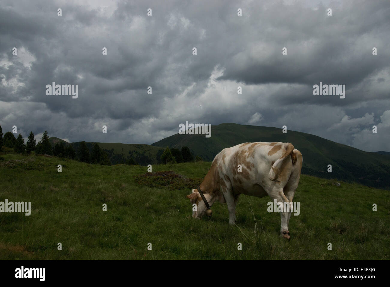 Vache dans la Carinthie à l'encoche de l'Alp, l'Autriche, en juillet. Banque D'Images