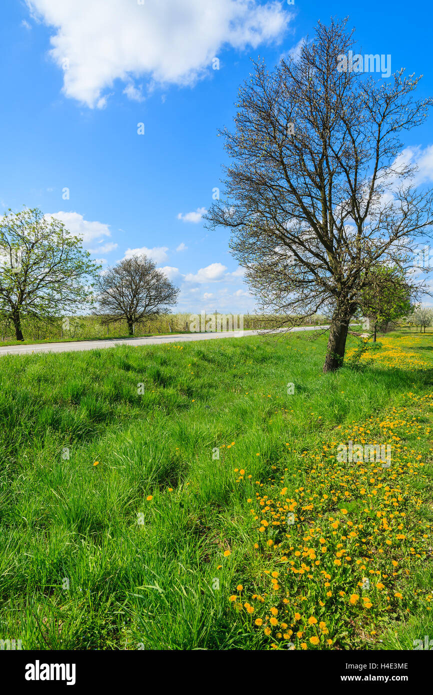 Fleurs de Printemps Jaune sur vert déposé avec arbres en fleurs le long de la route rurale, Kotuszow village, Pologne Banque D'Images