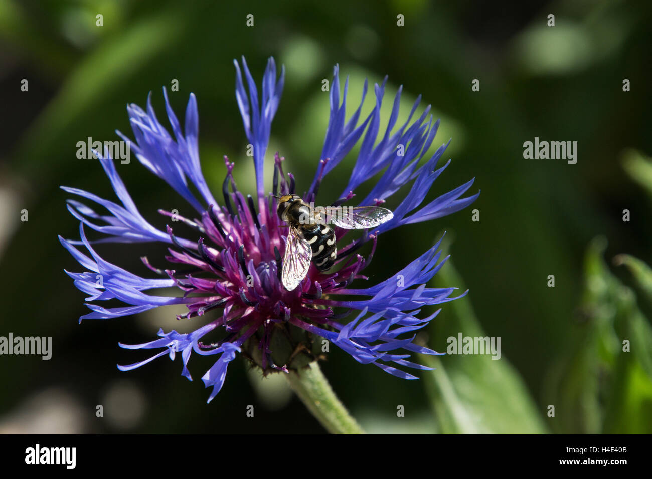 Centaurea cyanus, communément connu sous le nom de bleuet, est une plante annuelle de la famille des Astéracées, originaire d'Europe. Banque D'Images