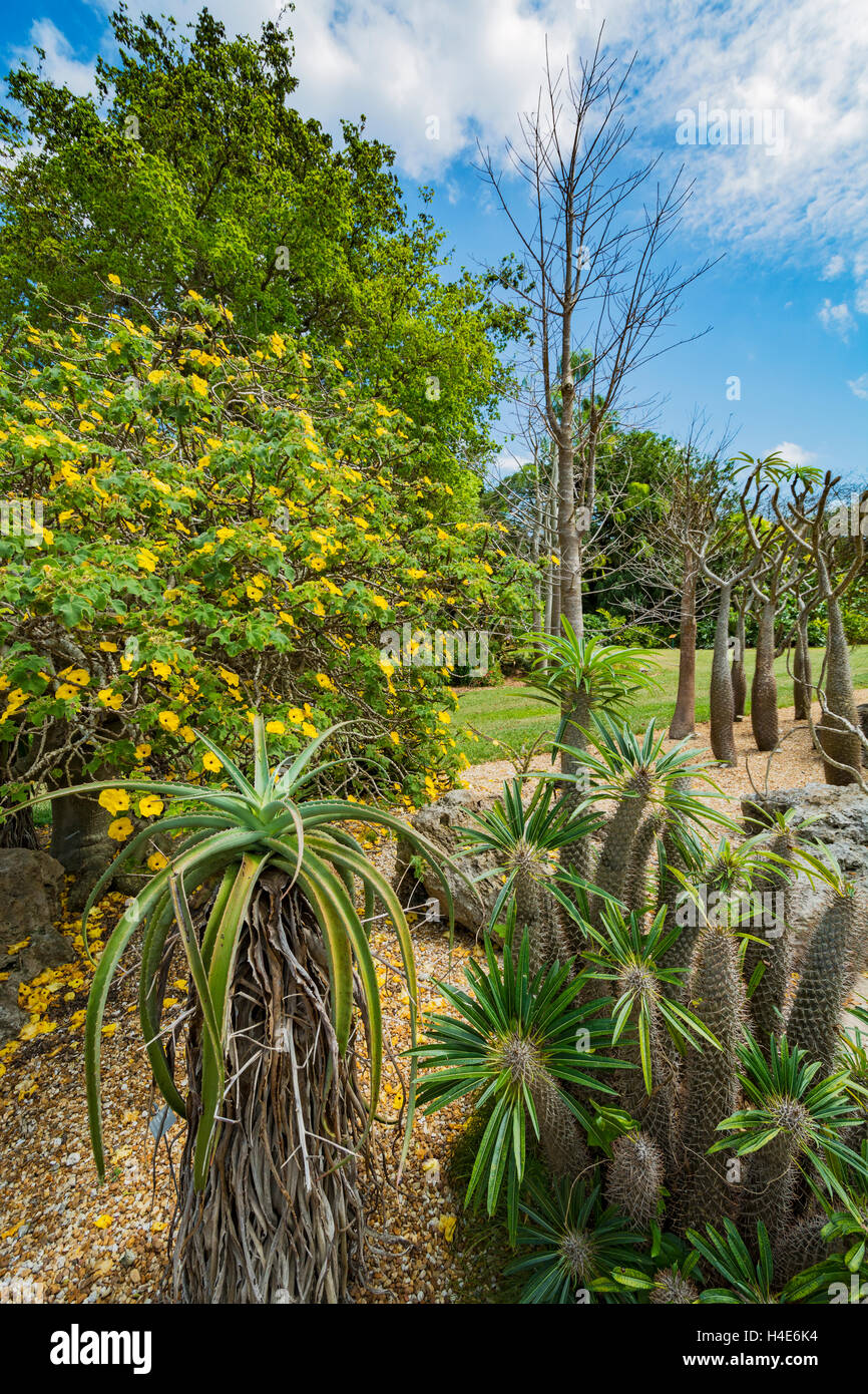 Floride, Coral Gables, Fairchild Tropical Botanic Garden, le Lin Lougheed Forêt épineuse de Madagascar Banque D'Images