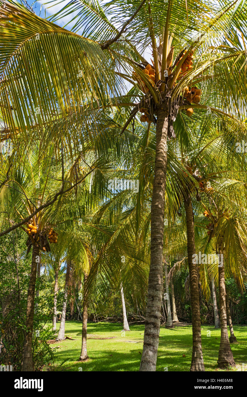 Floride, Coral Gables, Fairchild Tropical Botanic Garden, des cocotiers Banque D'Images