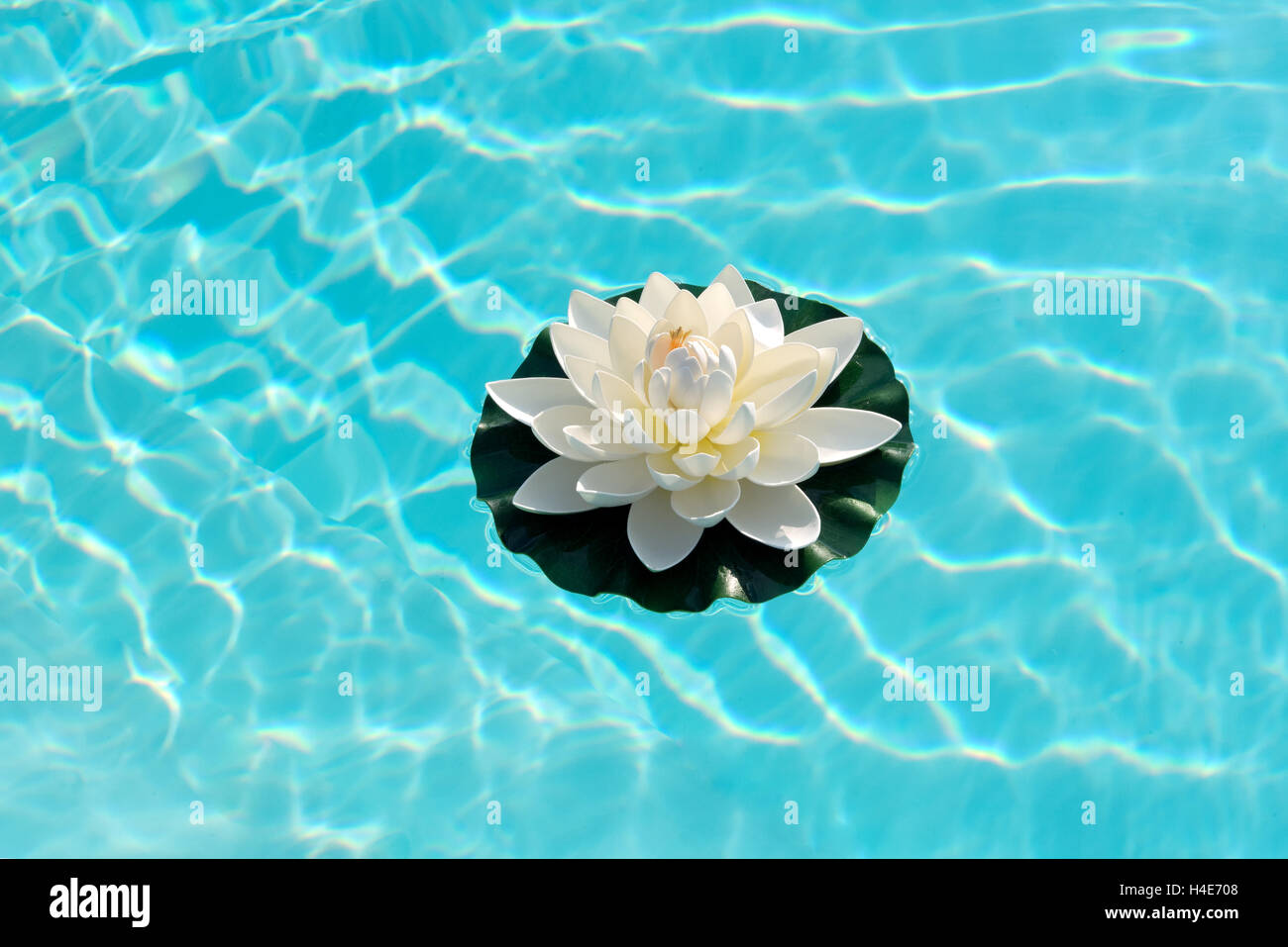 Nénuphar flottant sur le soleil étincelant de l'eau bleu turquoise frais Banque D'Images