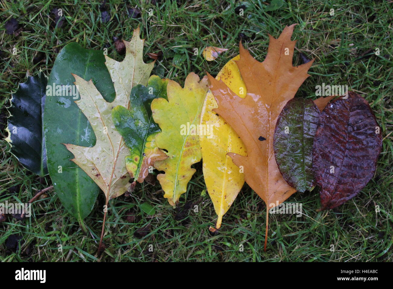 Feuilles Banque D'Images