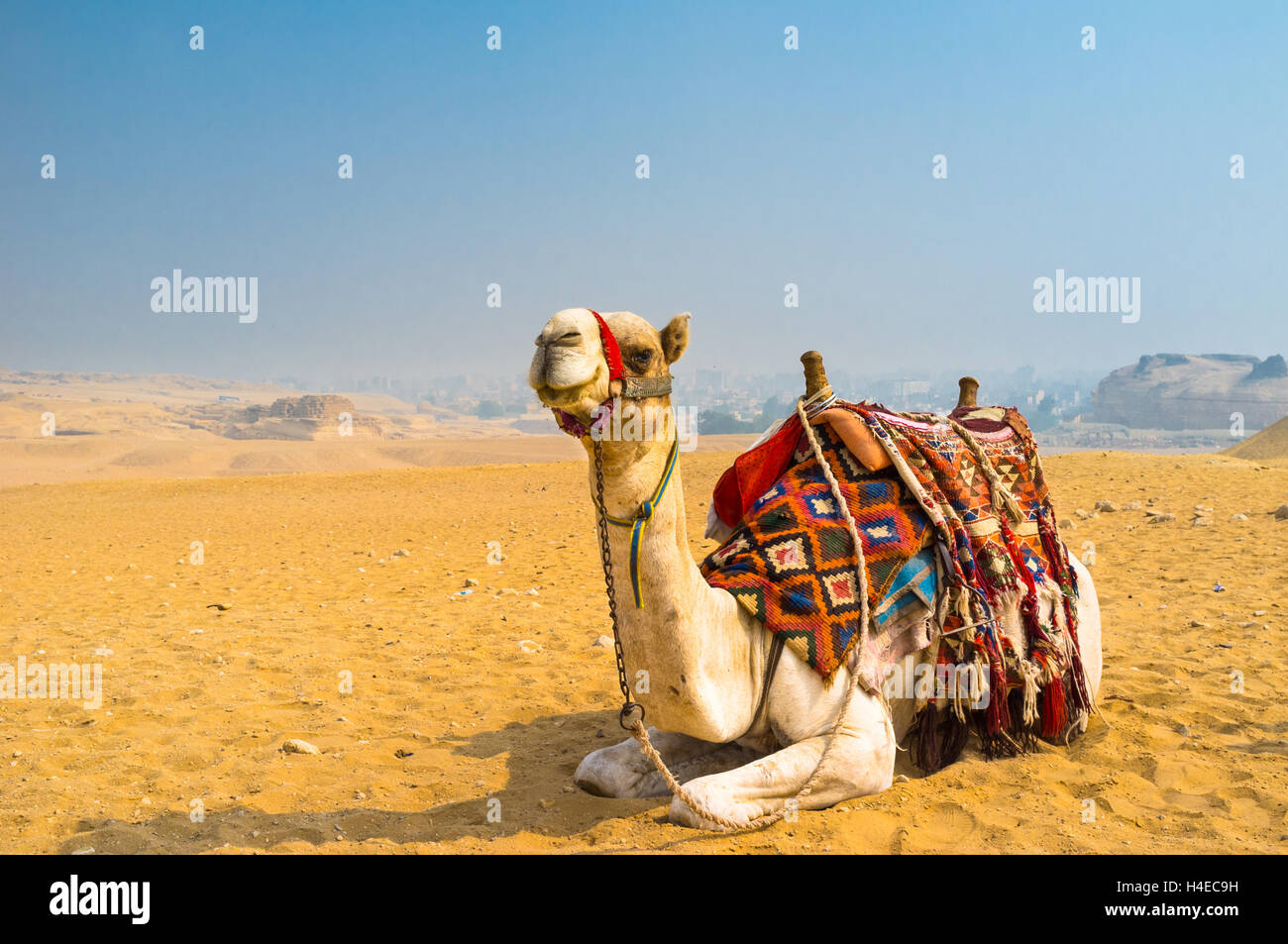 Le chameau se sent très bien dans le désert, malgré la chaleur, Giza, Egypte. Banque D'Images