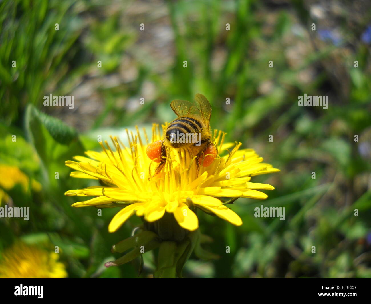 Abeille à miel la collecte du pollen d'une fleur de pissenlit Banque D'Images