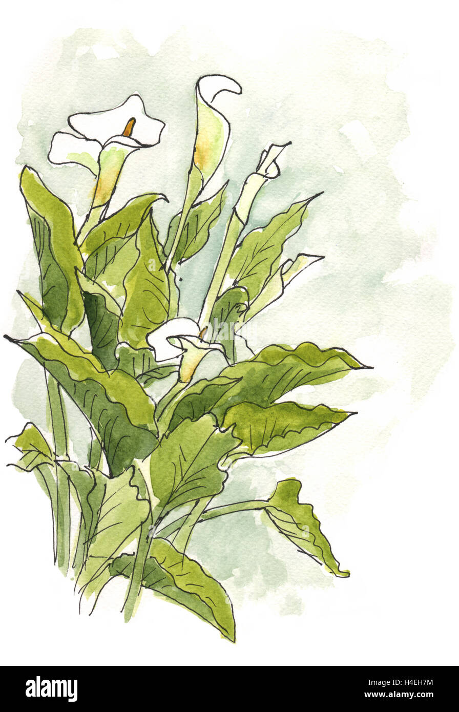 Une illustration à l'Aquarelle d'une bande de fleurs de lis calla Banque D'Images