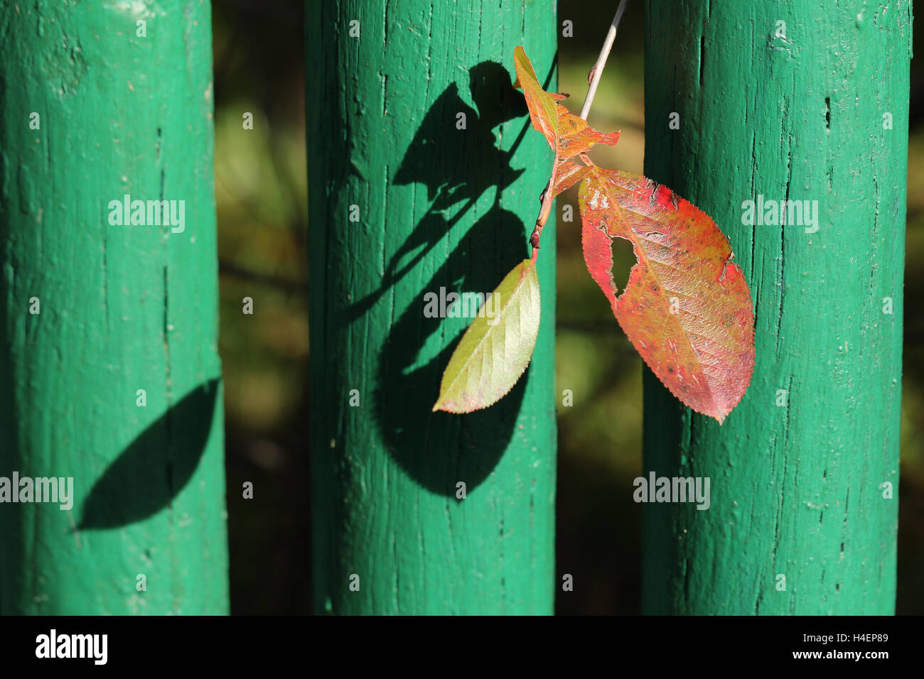 Automne feuilles rouge aronia surgissent de derrière la barrière verte Banque D'Images