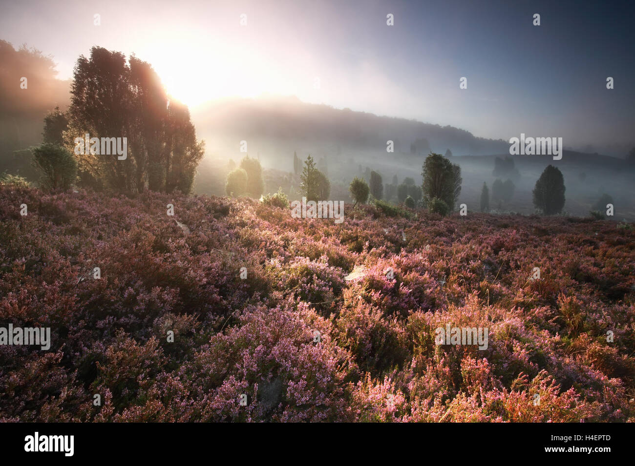 Lever de soleil sur brouillard collines avec la floraison de la bruyère, Totengrund, Pays-Bas Banque D'Images