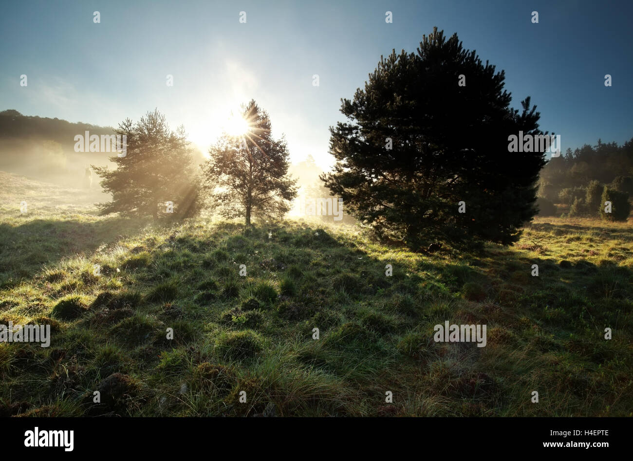 Rayons à travers pins sur Misty Hills, Totengrund, Allemagne Banque D'Images