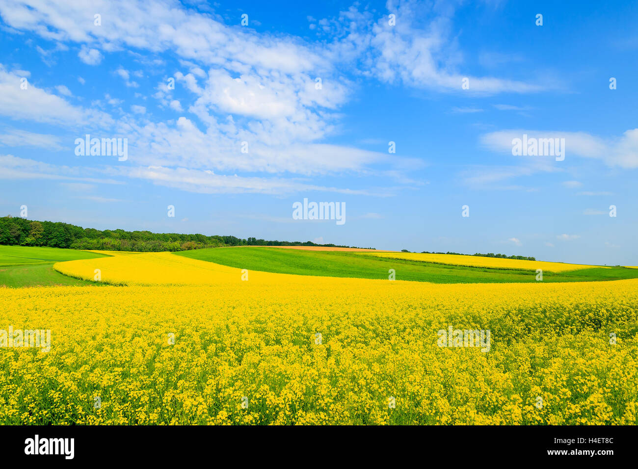 Les fleurs de colza sur terrain avec ciel bleu et nuages, Burgenland, Autriche Banque D'Images