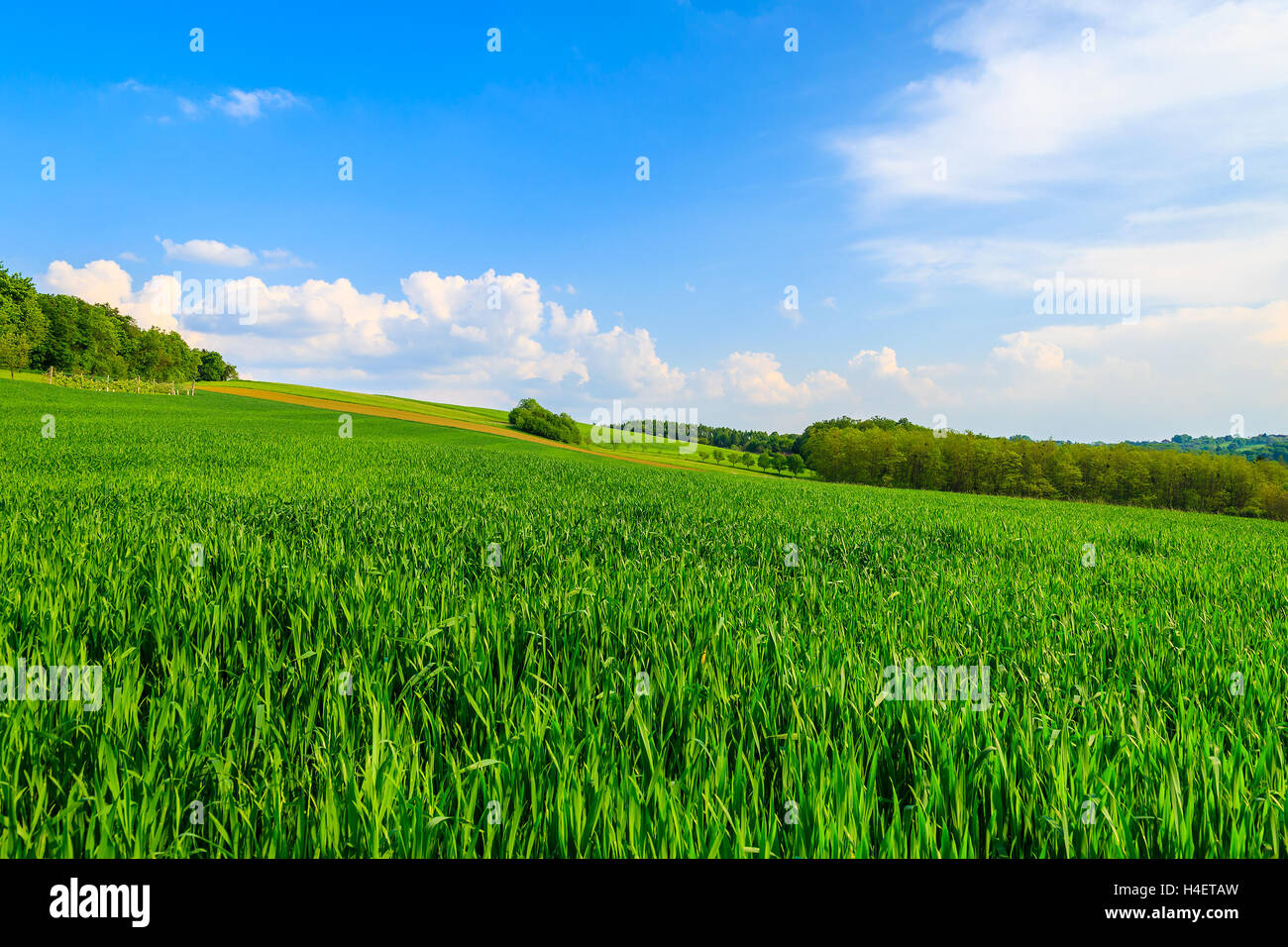 Champ vert en agriculture paysage de Burgenland, Autriche Banque D'Images