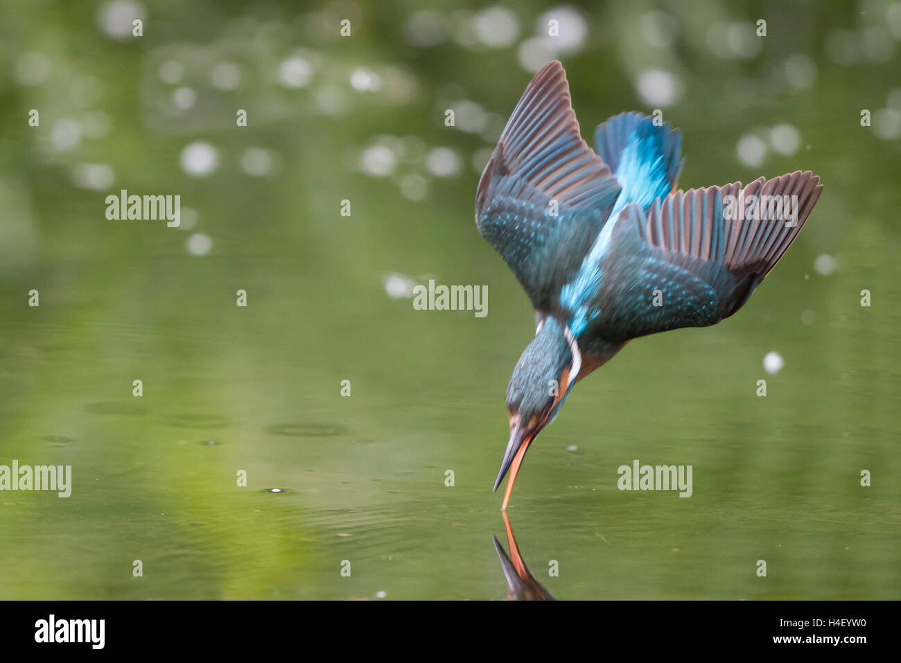 Kingfisher (Alcedo atthis) pêche, près de l'eau, Hesse, Allemagne Banque D'Images